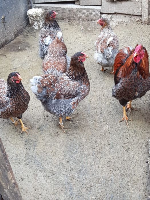 Vand oua de gaina wyandotte albastru cu rosu