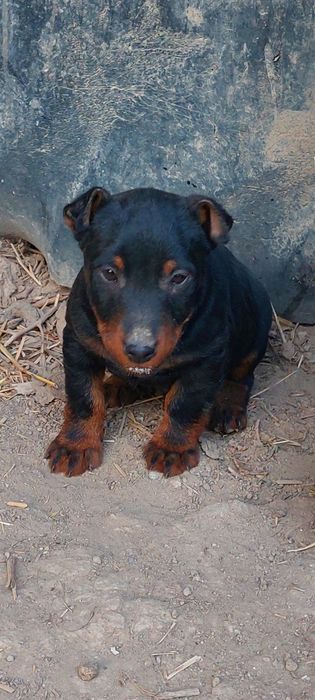 Продам щенка ягдтерьерар