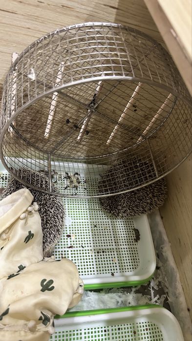 Домашние Ёжики мальчик и девочка