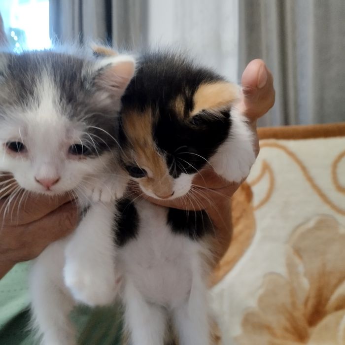 Отдаем котят в добрые руки