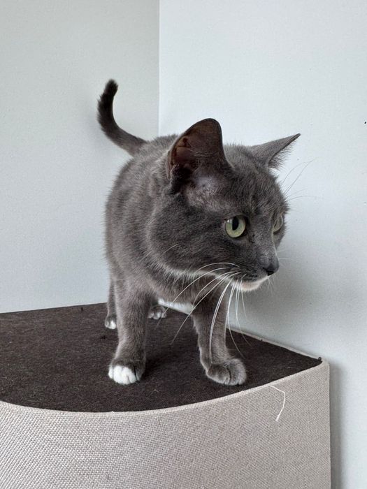 Отдам в добрые руки кошку