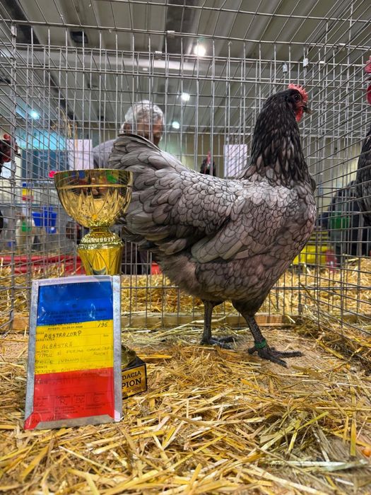 Disponibile familii australorp negru si albastru