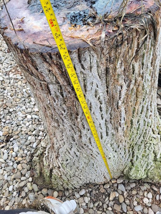 Butuci din lemn de nuc - 12 buc, arbore matur(29 de ani), tăiat recent