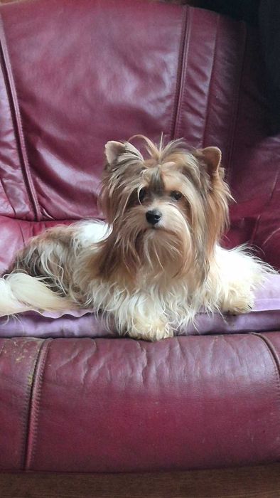 Biewer terrier Sofia