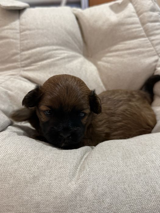 Продам щенков мальтипу, остались два мальчика.