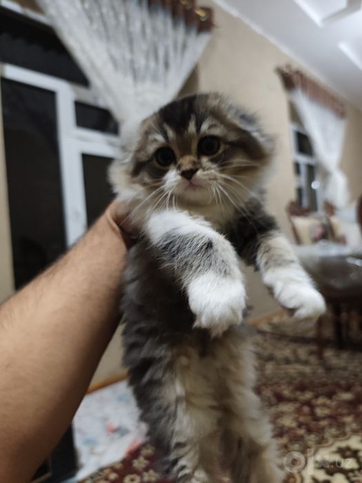 Продается котята