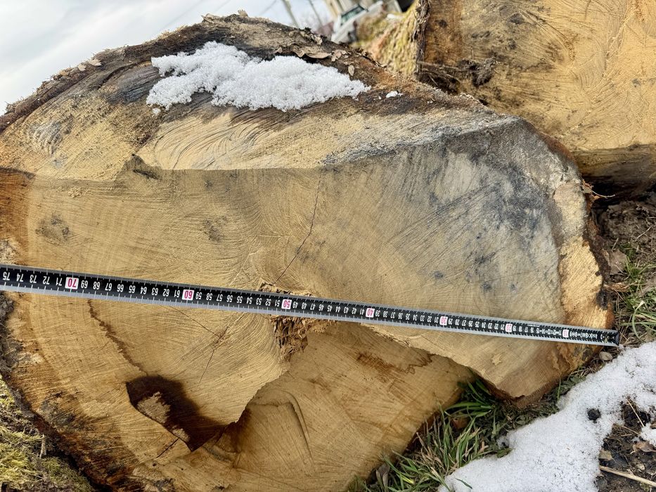 Stejar gorun masiv de dimesiuni mari.