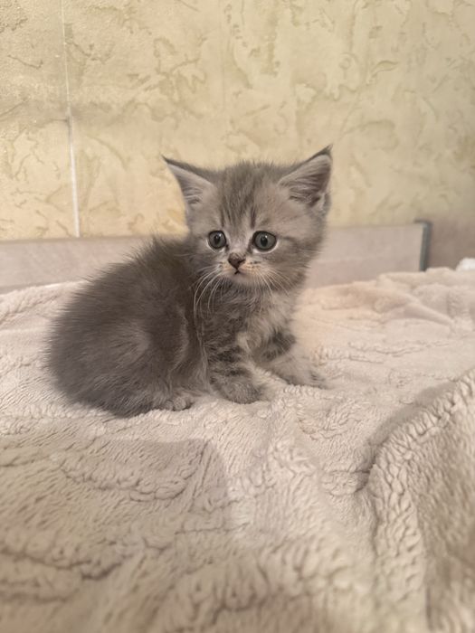 Котята вислоухие