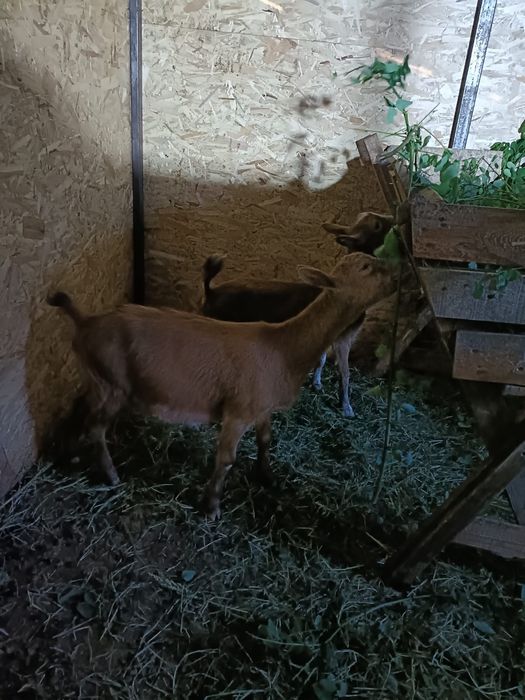 Vând 2 capre și 2 iedute