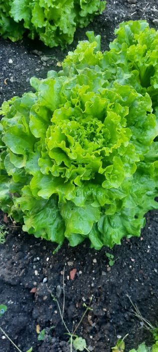 Разсад салати Фънфикс