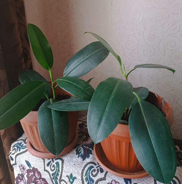 Продам комнатные цветы