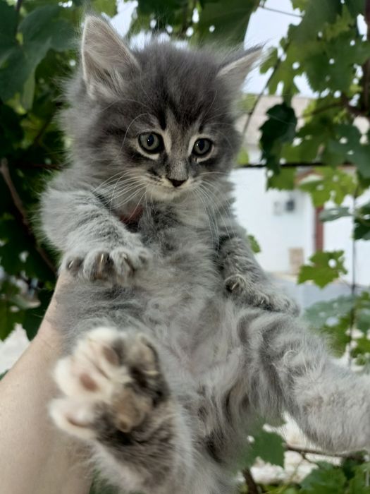 Продам породистых котят