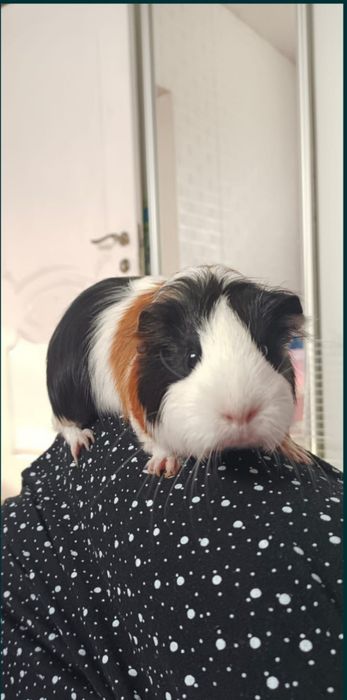 Продам морских свинок