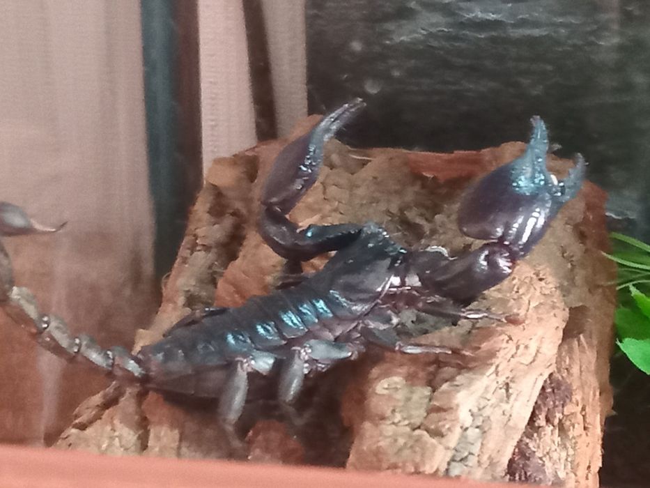 Чорный лесной скарпион.