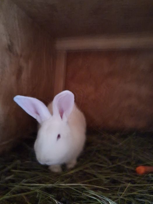 Vând femele gestante hycole francez