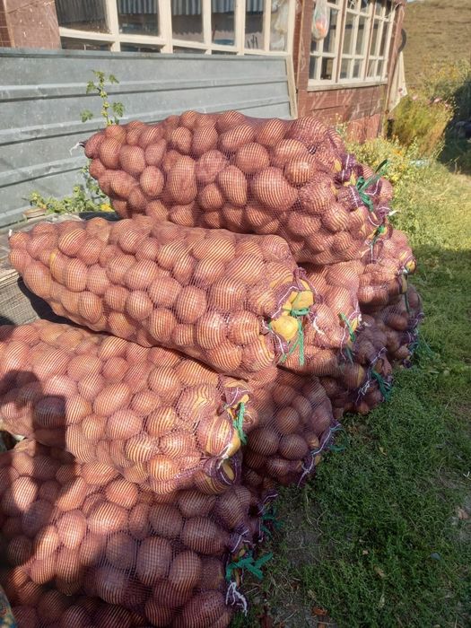 Картошка для корма птиц,животных