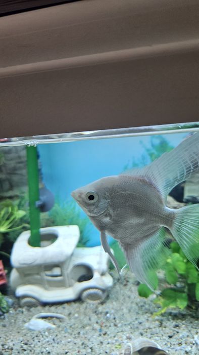 Donez Scalar in Sibiu