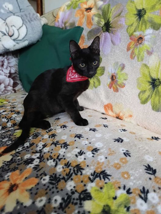 Donez spre adopție pui de pisică
