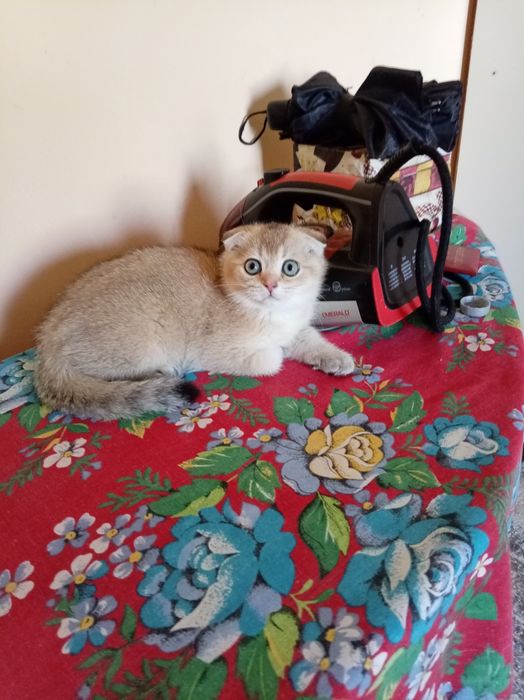 Продаются котята