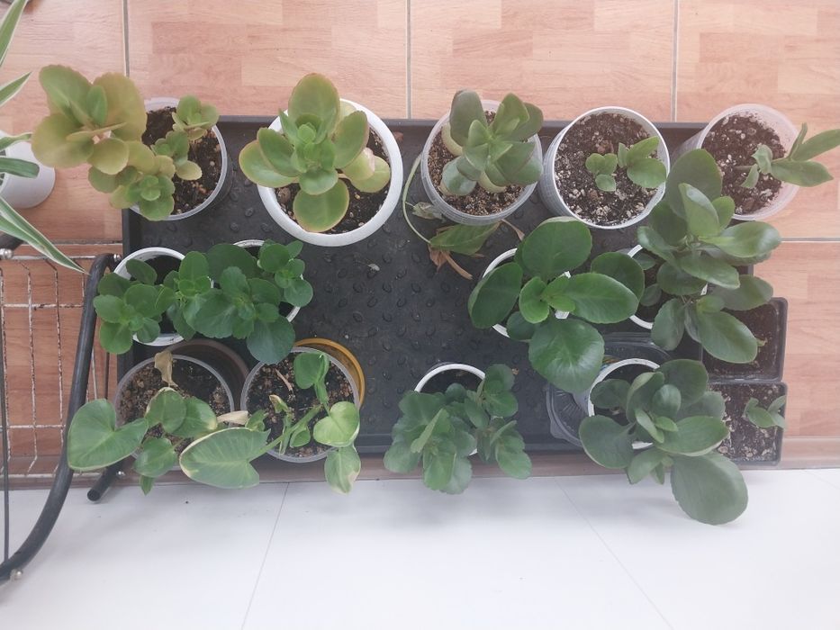 Продам  комнатные  цветы.