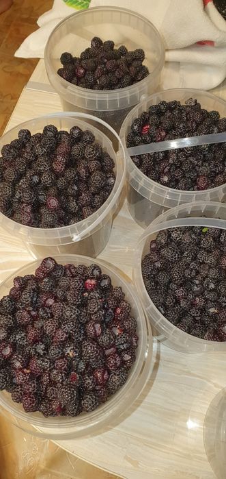 Продам кусты ежемалины