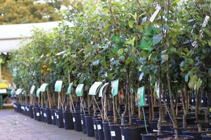 Саженцы / Цветы / Благоустройство