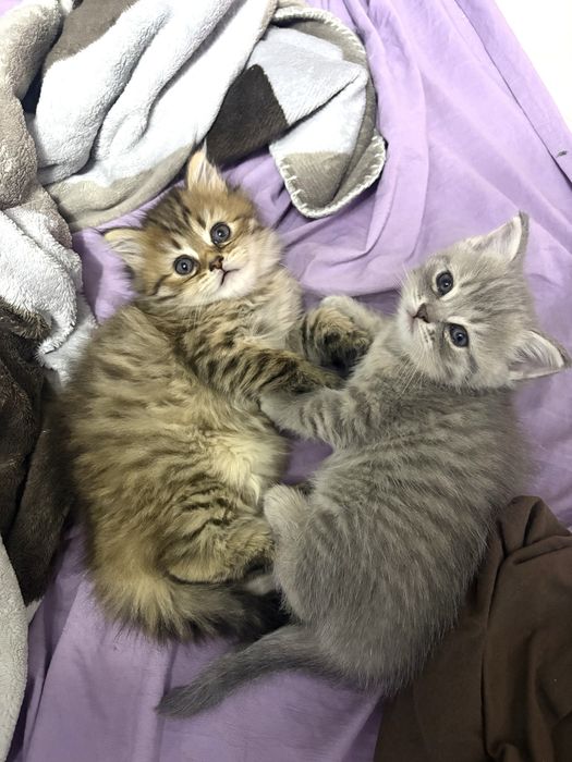 Шотландские котята