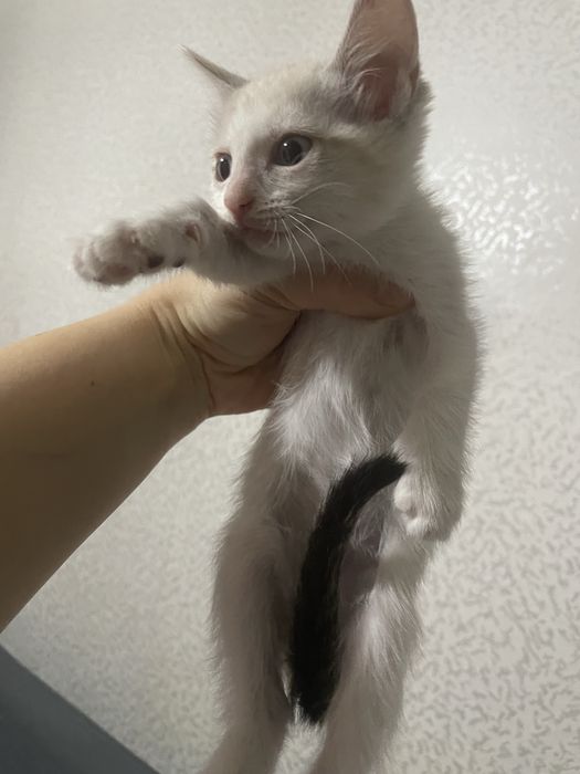 Отдам котят 2 месяца