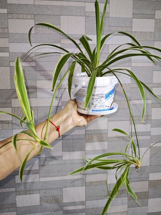 Разные комнатные цветы