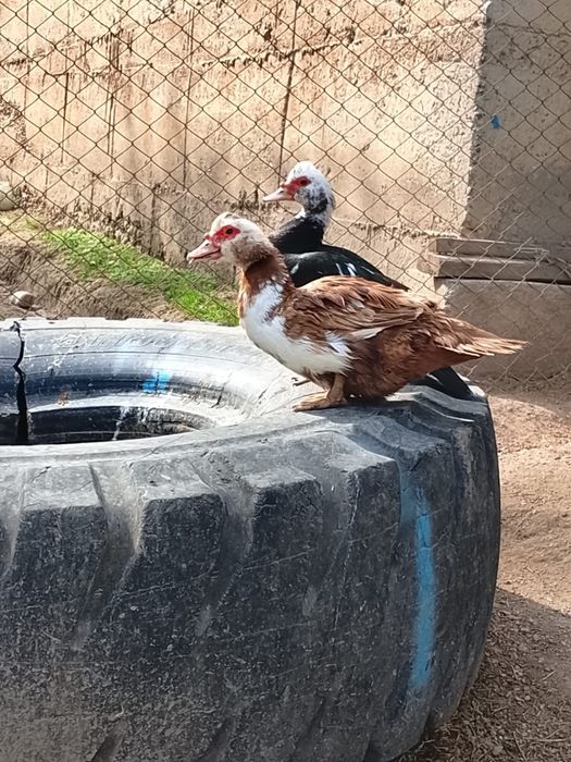 Индоутки продаётся утка