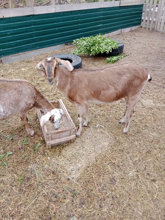 Продам дойных коз, козлят. Козла.