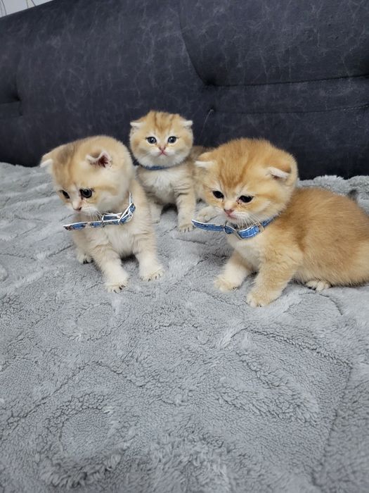 Очаровательные котята породы британская золотая шиншилла