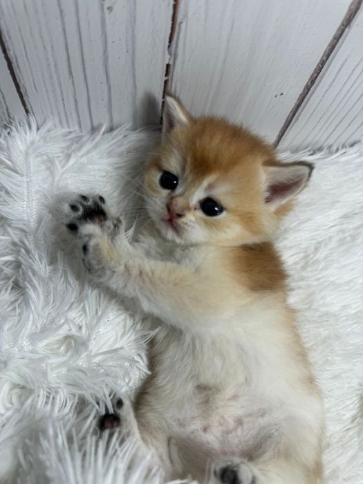 Золотой комочек счастья