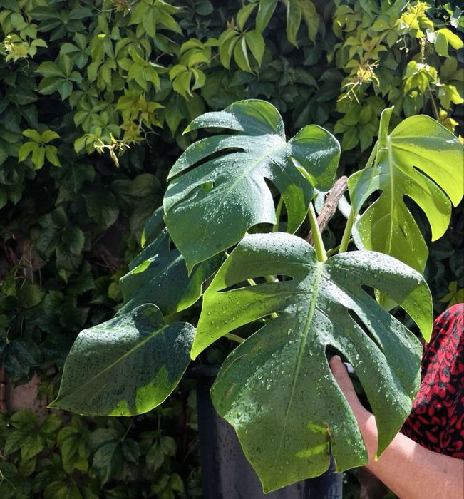 Монстера арроидные