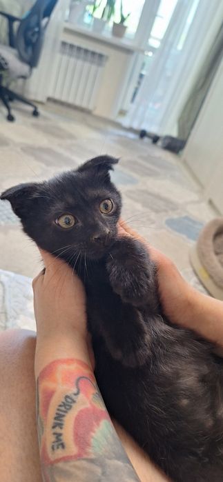 Отдам замечательных котят в добрые руки