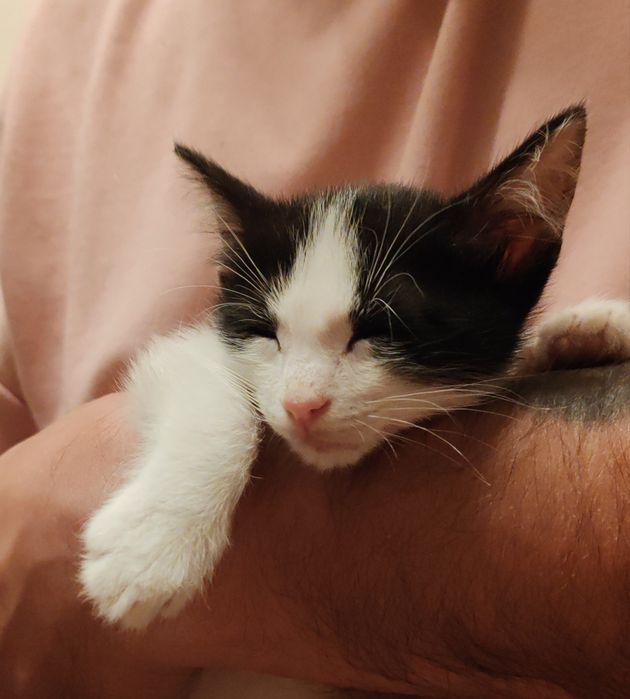 Котенок. Мальчик. 2 мес.