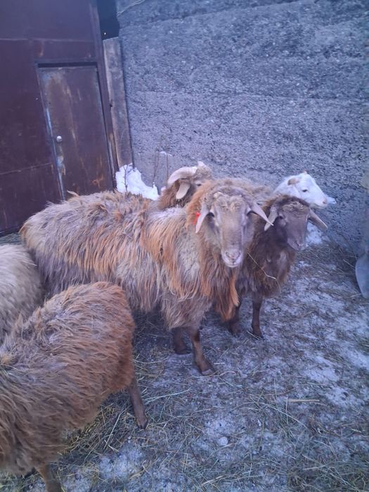 Продам кошкар