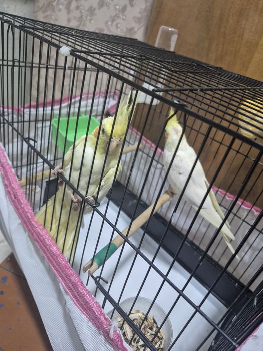 Попугаи корела пара  продаётся