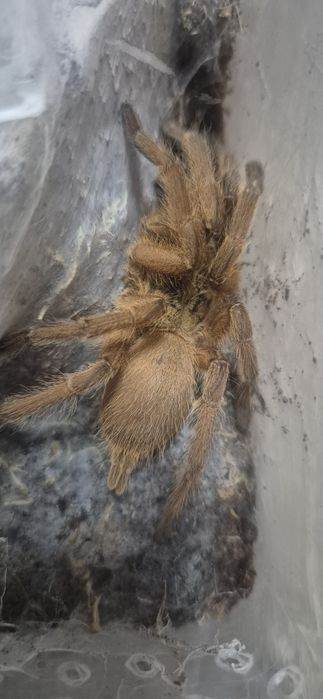 Паук Chilobrachys sp. Orange