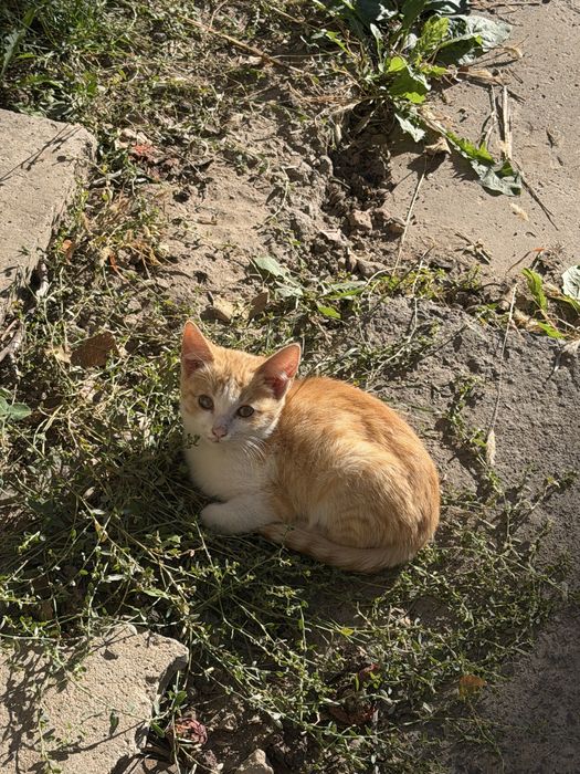 милые котята бесплатно