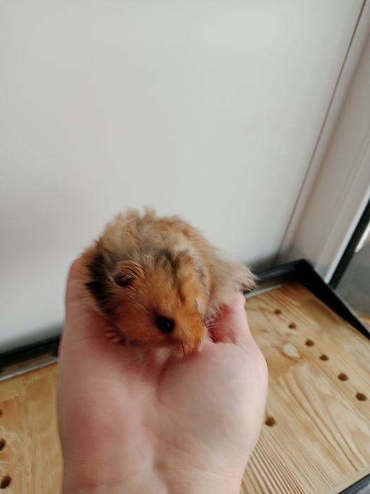 Дарю ручного хомячка