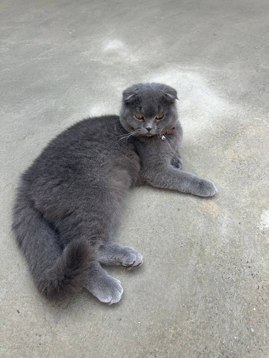 Scottish Fold  .