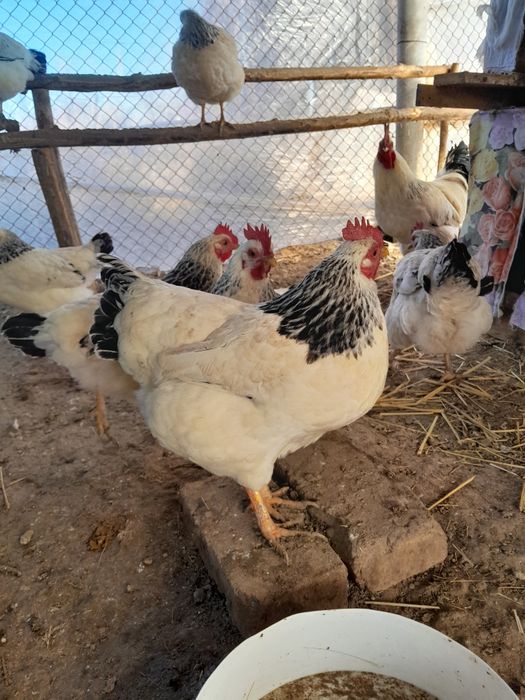 Инкубационные яйца