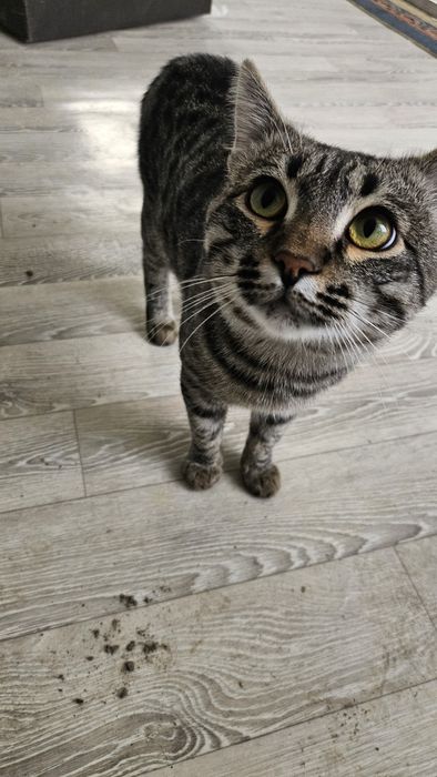 Котик, милашка, отдам в добрые руки