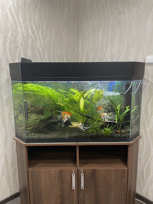 Аквариум трапеция 180л. оборудованный