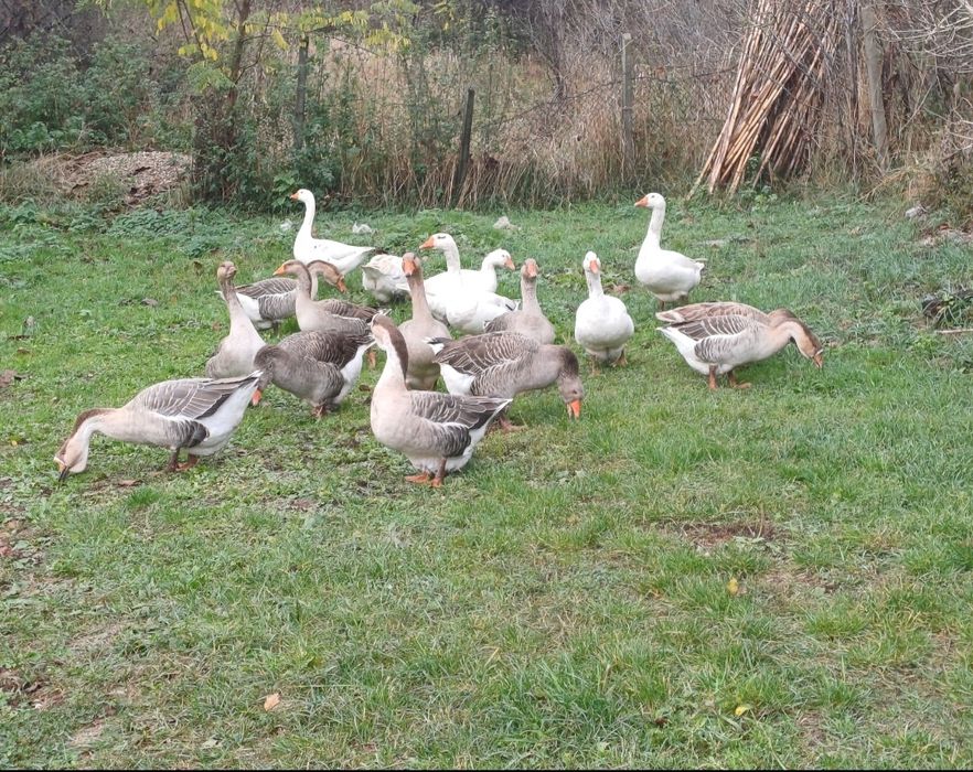 Boboci de gasca 50 lei bucata