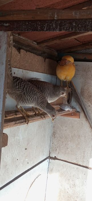 Жълто златни фазани