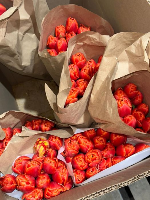 Тюлпаны местные