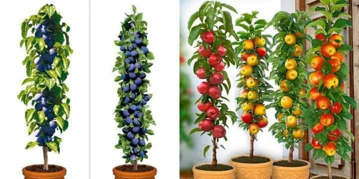 Vand pomi fructiferi columnari si normali ,vita de vie