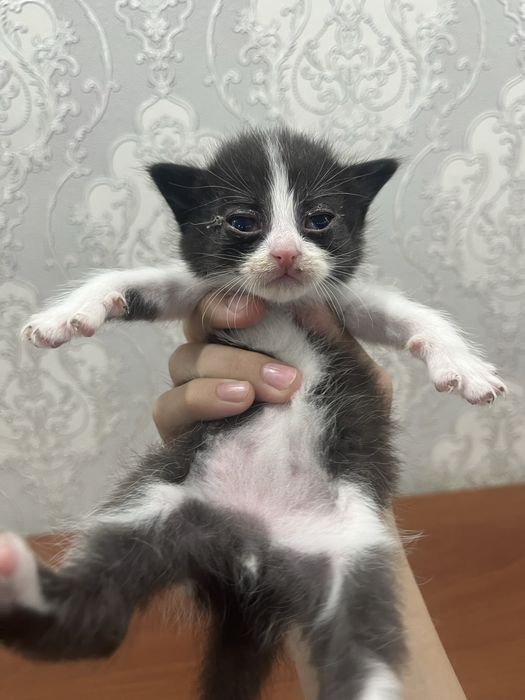 Котята Рэгдолл!